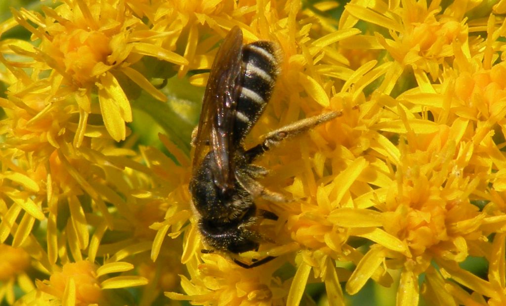 femmine di Andrena sp. e Apidae Halictinae